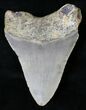 Megalodon Tooth - North Carolina #18590-2